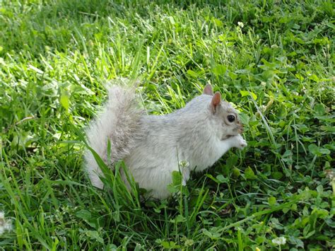 White squirrel encounter « ((little fat notebook))