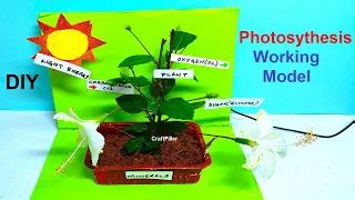 photosynthesis working model for science exhibition | diy - DIY School ...