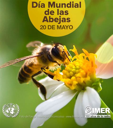 20 De Mayo Día Mundial De Las Abejas Imer