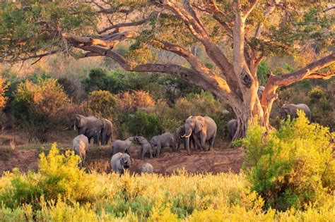 Balule Game Reserve Greater Kruger National Park