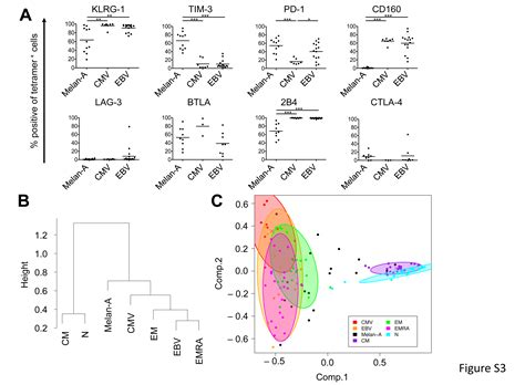 Extended Co Expression Of Inhibitory Receptors By Human Cd T Cells