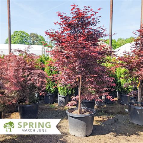 Emperor I Japanese Maple Acer Palmatum Wolff Shepherdssupply