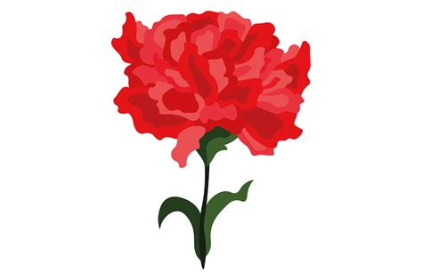 Ohio State Flower - Dianthus Caryophyllus SVG Cut file by Creative ...