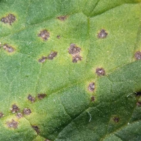 Hibiscus Leaf Spot