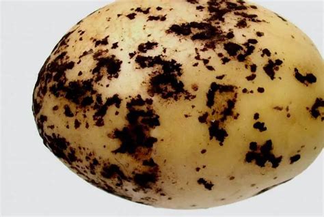 Protecting Potatoes From 9 Deadliest Potato Diseases: [Symptoms & Cure]