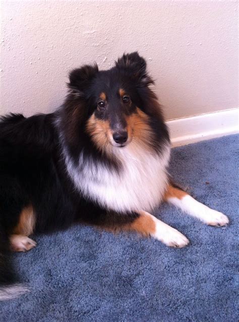 Tri-colored Sheltie | Sheltie dogs, Collie dog, Sheltie