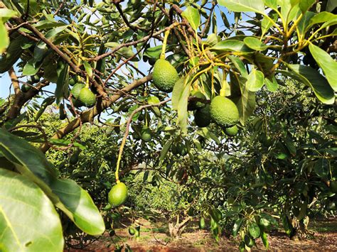 Avocado harvest begins in Bundaberg Region – Bundaberg Now