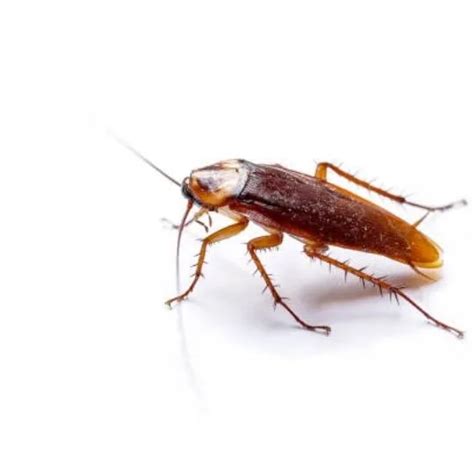 Can Cockroaches Climb Up Walls Lets Find Out Nm Pest Control