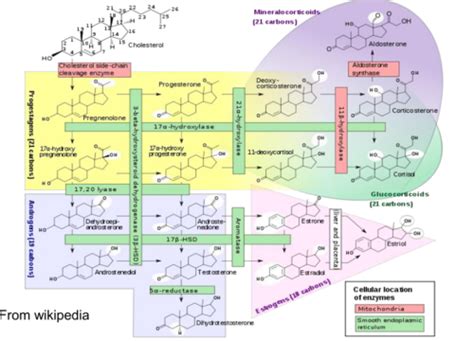 Sex Steroids Flashcards Quizlet