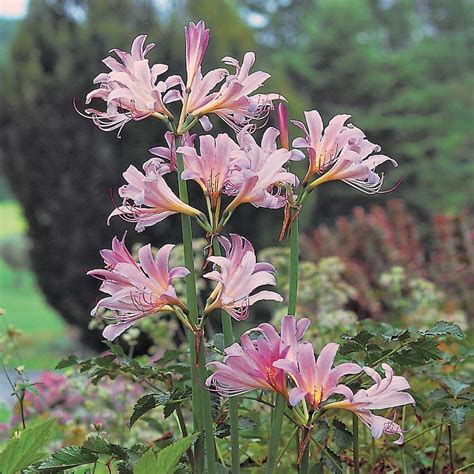 Lycoris Squamigera White Flower Farm