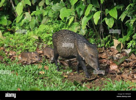 Collared Peccary Mother Tayassu Tajacu With Babies In Rainforest La