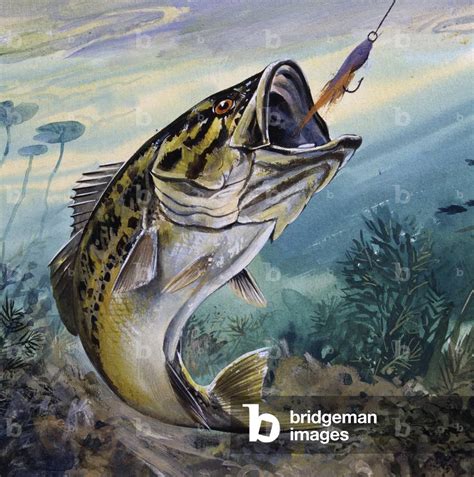 Largemouth Bass Underwater Drawing