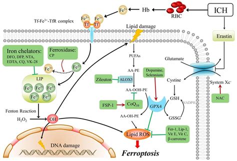 Frontiers Mechanism Of Ferroptosis And Its Relationships With Other