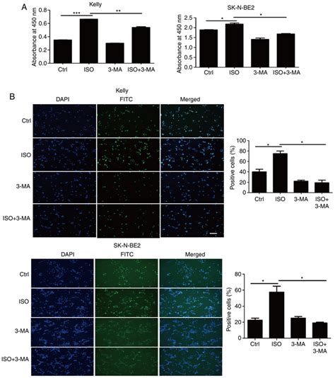 Inhibition Of Autophagy Reverses The Effect Of Iso On Cell