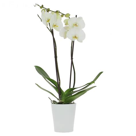 Love Orchid Delivery 2 Stems Orchid Foliflora