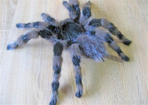 Fake Tarantula Prank Toy Will Scare Any One With A Spider Phobia