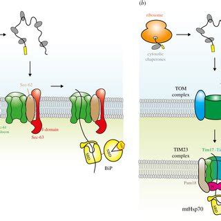 Hsp Chaperone Substrate Cycle A Cartoon Representation Of Hsp