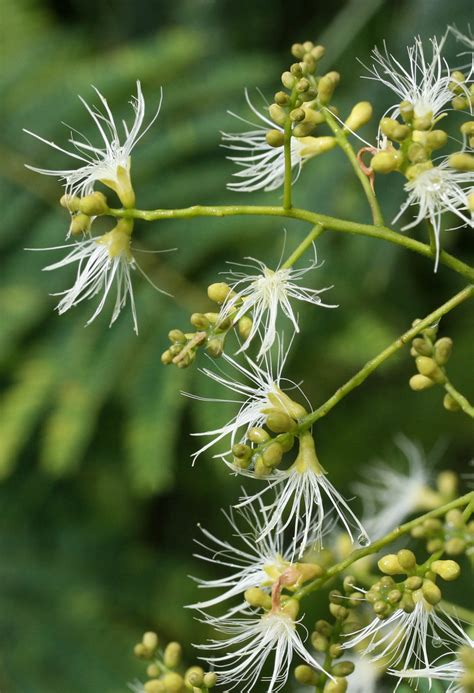 Falcataria Moluccana Albizia Tree Flowers Wet With Raindr