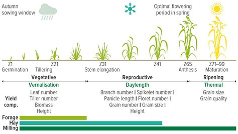 Oat Life Cycle Optimisation Groundcover