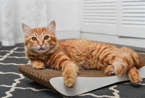 Cute Ginger Cat Lying On The Scratching Post Stock Photo Image Of