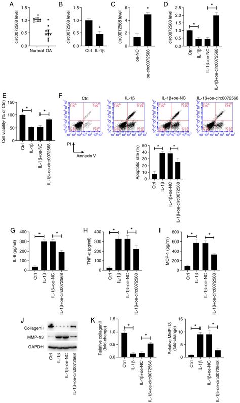 Protective effects of hsa circ 0072568 on interleukin1βstimulated