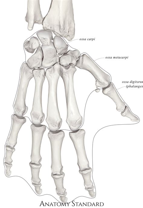 Anatomy Standard - Drawing Bones of hand: dorsal view - Latin labels ...