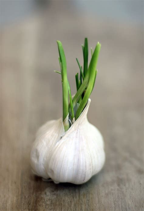 Sprouting Garlic Indoors — Bob's Market and Greenhouses