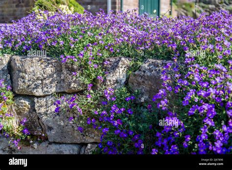 Aubrieta Lavender Gem Purple Gem Rockcress Stock Photo Alamy