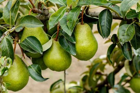 How To Grow Fruiting Pear Trees Gardeners Path