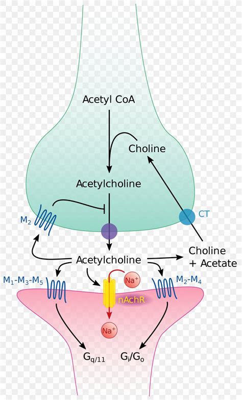 The Cholinergic Synapse Acetylcholine Neurotransmitter, PNG ...