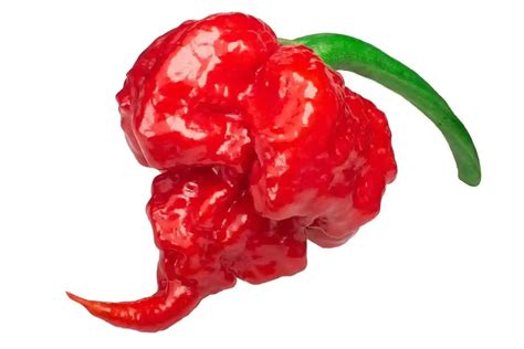 Cuál es el pimiento más picante del mundo 2024 Vida Picante