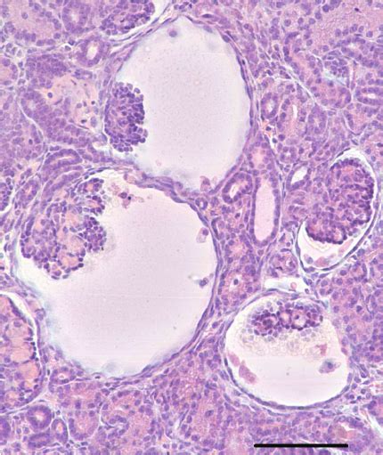 A Representative Photomicrograph Of A Histological Renal Section From A