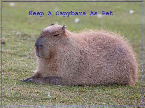 Complete Beginner's Guide To Grooming A Capybara As Pet