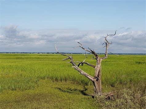 Dewees Island Beach in Isle of Palms, SC (2020 Photos, Reviews, Info, Map) | BeachCatcher