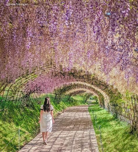 Kawachi Wisteria Garden - Fukuoka Travel - SweeTrip Japan