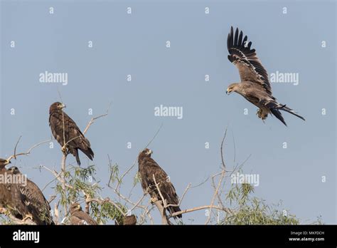 Group Of Steppe Eagles Aquila Nipalensis They Are Around One Eastern