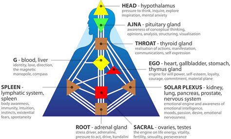 How Is Your Individual Consciousness Programmed Humandesign One