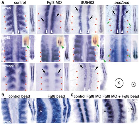 Fgf8 Drives Progression From Myf5 To Myod Expression In The Lateral