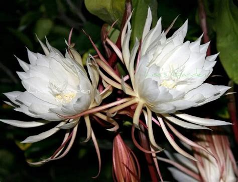 Conoce Las Plantas Nocturnas Que Florecen Por La Noche