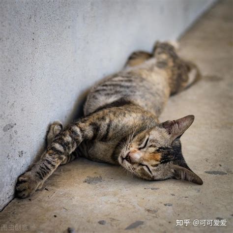 猫咪喜欢在这些地方睡，说明它没有把你当主人！ 知乎