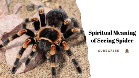 Spiritual Meaning Of Spiders Insights And Symbolism Youtube