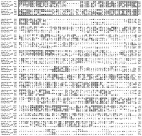 Amino Acid Sequence Alignments Of The COOH Terminal Portion Of