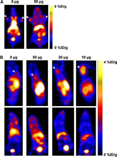 A Representative Coronal PET Images Of An Athymic Nude Mouse Bearing