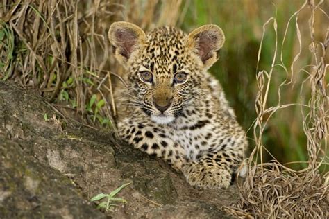 Baby Leopard - 15 Incredible Facts About an Adorable Young Predator