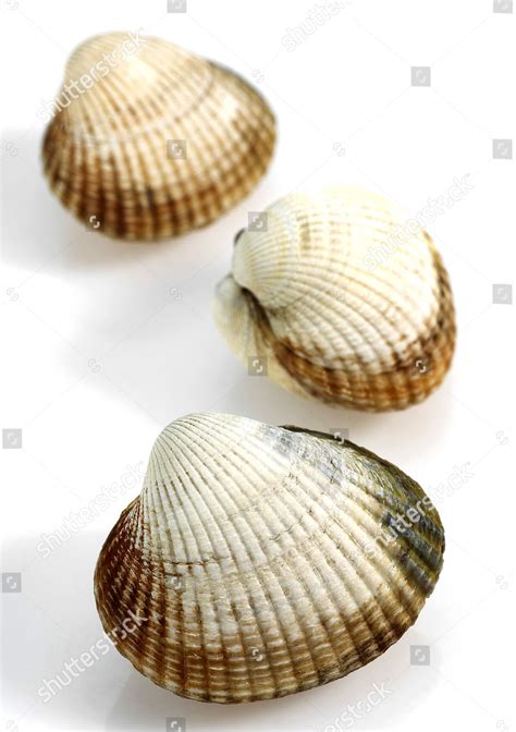 Common Cockle Cerastoderma Edule Editorial Stock Photo Stock Image