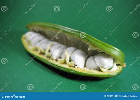 Paterna Green Honduras Exotic Fruit Stock Photo - Image of honduras ...