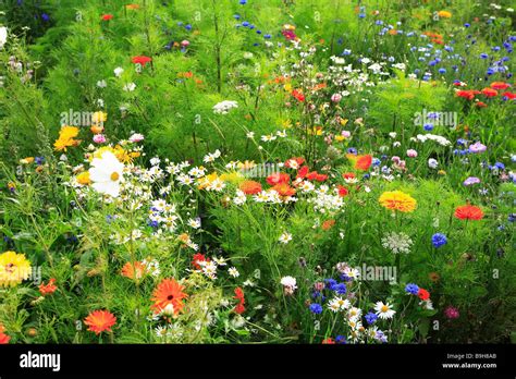 Meadow wildflower meadow flower meadow summer-meadow flowers plants ...