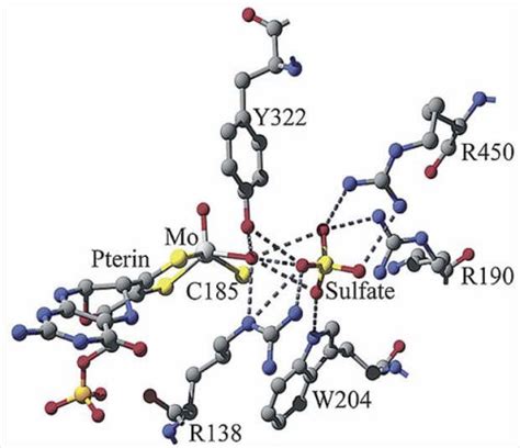 Sulfite Oxidase Proteopedia Life In 3d