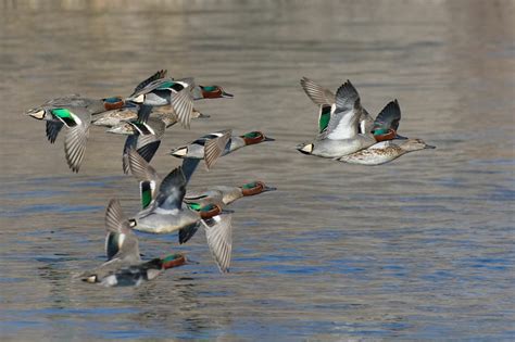 Dates De Fermeture Du Gibier D Eau Et Des Migrateurs 2023 2024