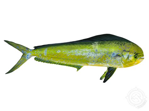 Learn About the Mahi Mahi or Common Dolphinfish – Fishing